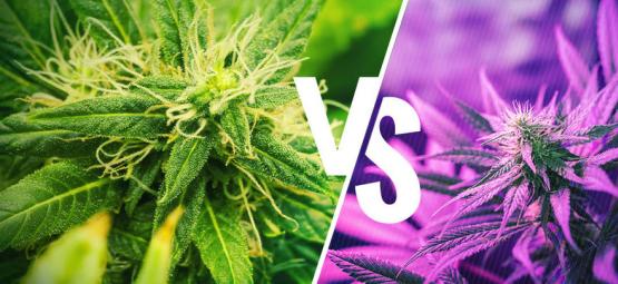 Forstå forskellen mellem Kush- og Haze-sorter