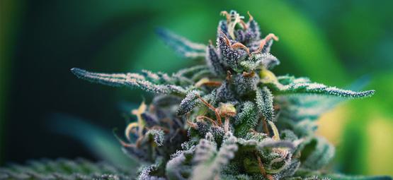 De bedste CBD- og THC-cannabissorter til smertelindring