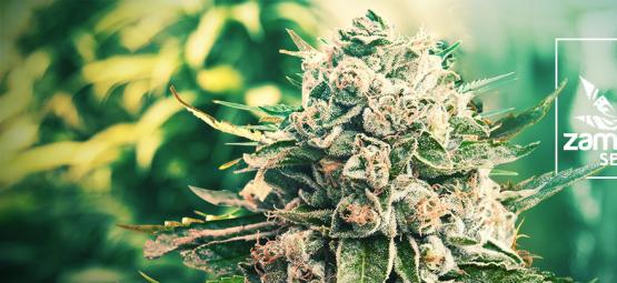 Ny Zamnesia-sort: GG4