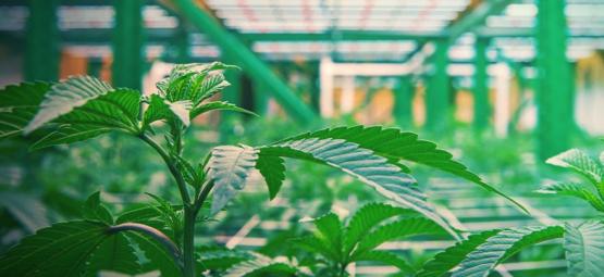 Sådan fungerer vertikal dyrkning af cannabis