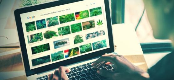 De bedste websites for stoners [2026-opdatering]
