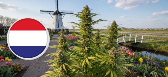 De bedste sorter at dyrke i Holland