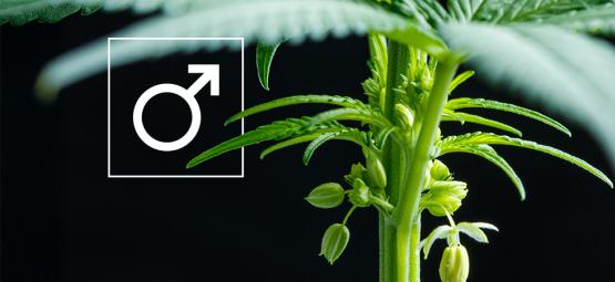 Hvad skal du gøre med han-cannabisplanter?