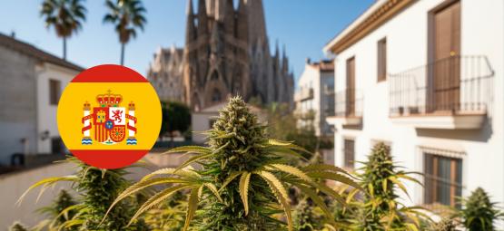 De bedste cannabissorter til udendørs dyrkning i Spanien