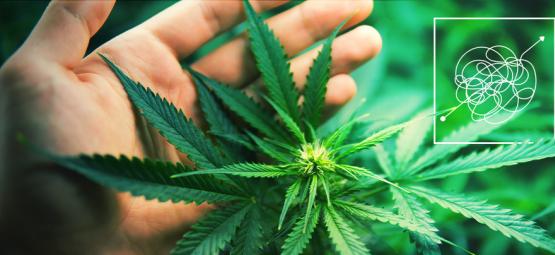 Sværdyrkede cannabissorter med stort udbytte