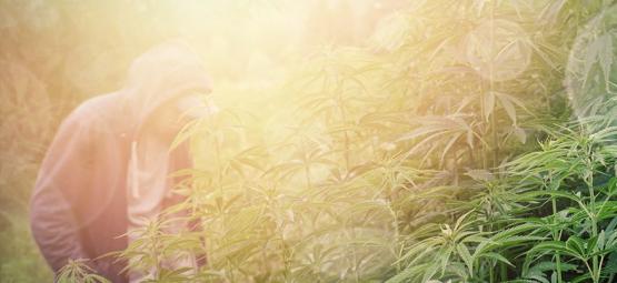 Bedste cannabissorter til guerilladyrkning