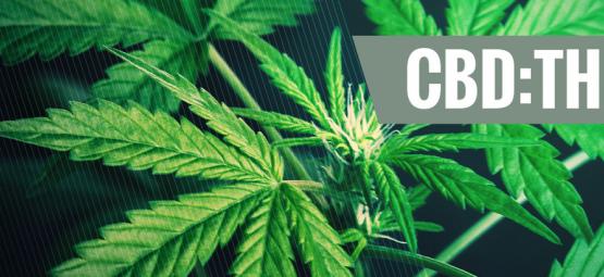 Forstå betydningen af forskellige CBD:THC-forhold