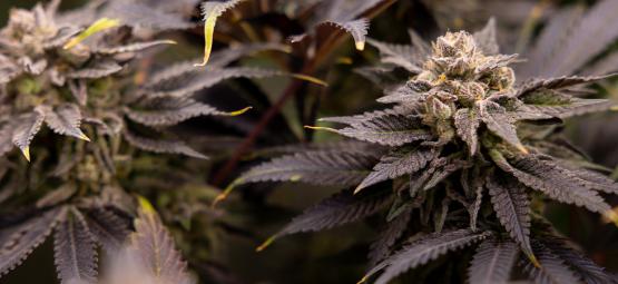 Top 25 frugtagtige cannabissorter [2026]