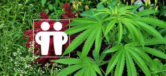 Ledsageplanter, der styrker og beskytter din cannabisafgrøde