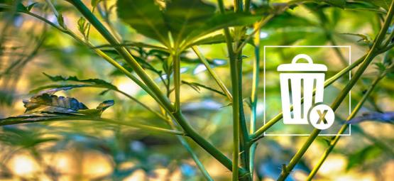 Hvad du kan gøre med dine resterende cannabisstængler