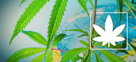 Hvor må du ryge cannabis lovligt i Europa