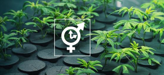 Kan man tage stiklinger fra en Autoflowering-sort?