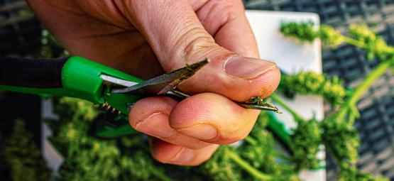 Sådan rengør du cannabissakse til trimning
