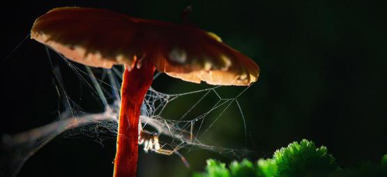 Edderkopper på stoffer: Hvordan påvirker rusmidler dyr og insekter?
