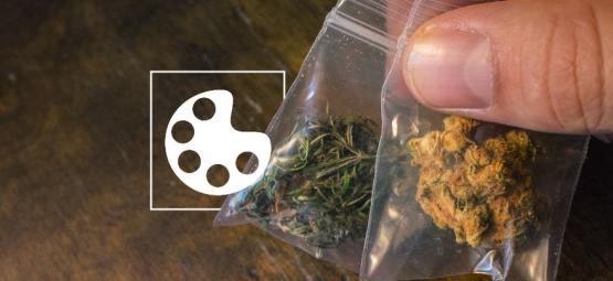 Cannabis’ forskellige farver og hvad de hver især betyder