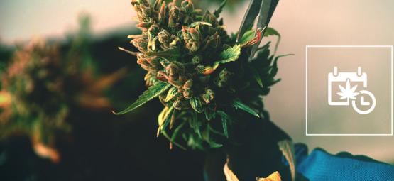 Sådan fremskynder du cannabisblomstring og høst