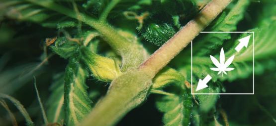 Sådan undgår du, at cannabisplanter strækker sig