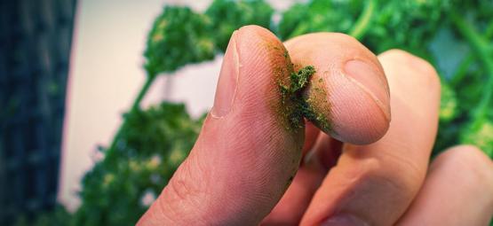 Hvad gør man ved klistrede cannabisfingre