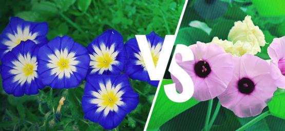 Morning glory vs. hawaiiansk baby woodrose: Hvad er forskellen?