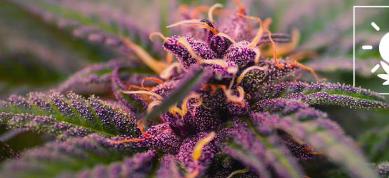 Sådan dyrker du lilla cannabis