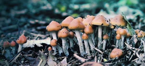 Hvad er Psilocybe azurescens, og hvordan dyrker man den?