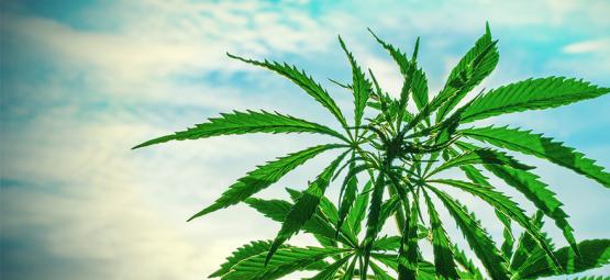 De bedste Cannabisfrø at dyrke i et varmt klima