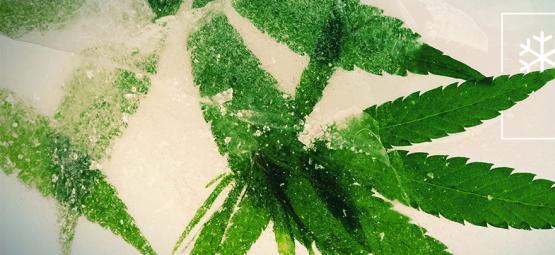 De bedste cannabisfrø til dyrkning i koldere klimaer