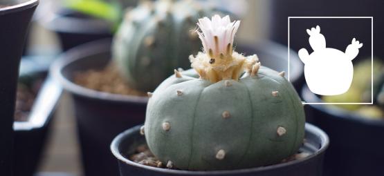 Lophophora decipiens: en hurtigerevoksende peyote