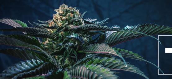 7 cannabissorter, der passer til de 7 dødssynder