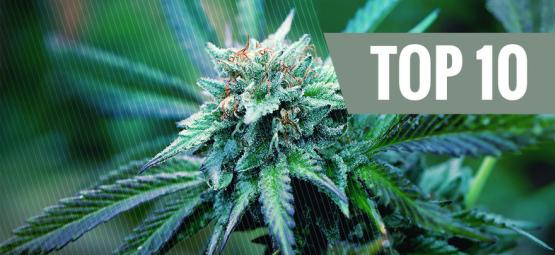 Top 10 medicinske cannabissorter