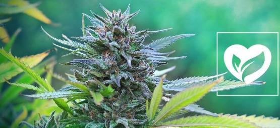 Er cannabis vegansk?
