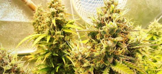 Er foxtailing på cannabis en dårlig ting?