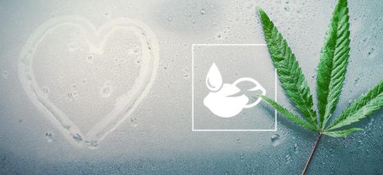 De bedste cannabisfrø til tropiske klimaer