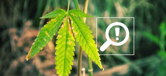 5 problemer, der kan opstå under cannabisblomstring