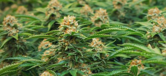 Særlige cannabissorter til SOG fra Philosopher Seeds