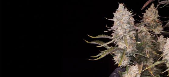 Top 5 højtydende autoflowering sorter