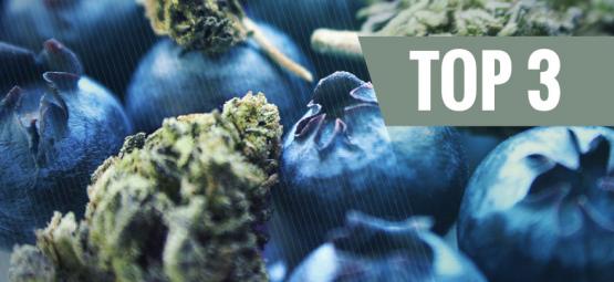 Oprindelsen af Blueberry-cannabis & de 3 bedste Blueberry-sorter