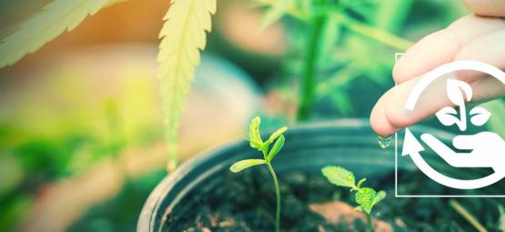 De forskellige stadier i dyrkning af cannabis – og hvorfor de er vigtige