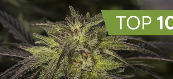 Top 10 hybride cannabissorter