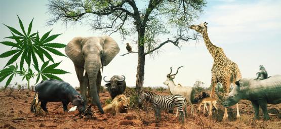 Tag på cannabissafari med 5 cannabissorter, der minder om Afrikas Big Five