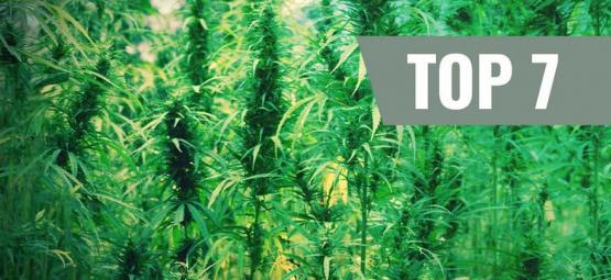 Top 7 originale cannabissorter og deres skabere