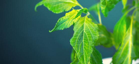 Sådan forarbejder du din Salvia divinorum-plante