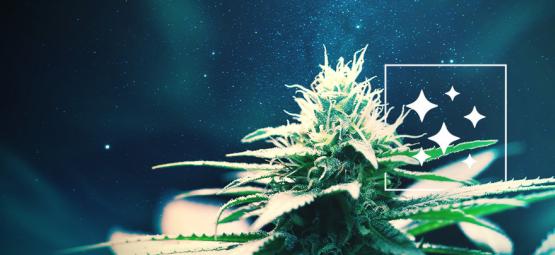 Oprindelsen til Northern Lights og de 3 bedste Northern Lights cannabissorter