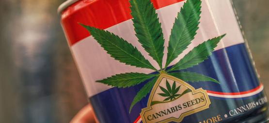 Nederwiet! Alt om hollandsk cannabis og de 3 bedste cannabissorter skabt i Nederlandene