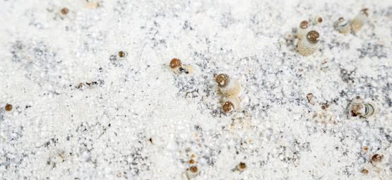Hvad er mycelium?