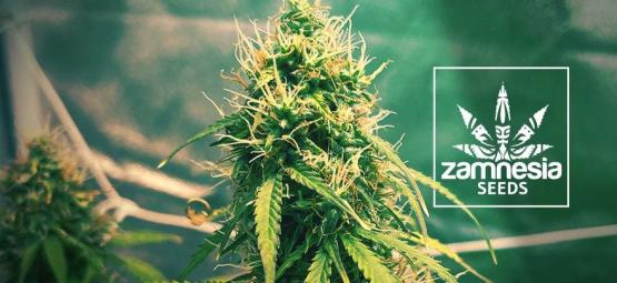Ny Zamnesia-sort: Girl Scout Cookies