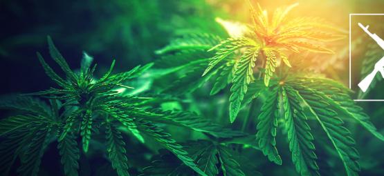 Oprindelsen til AK-47-cannabis og de 3 bedste AK-47-sorter
