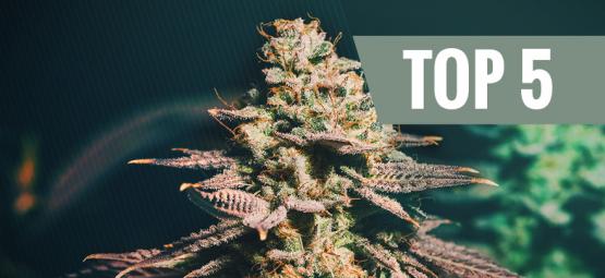 Top 5 cannabissorter til sene dyrkere