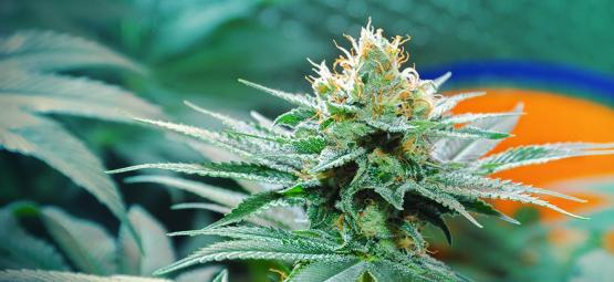 Oprindelsen af Amnesia-cannabis og de 3 bedste Amnesia-sorter