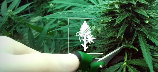 Top 4 beskæringsteknikker til dine cannabisplanter